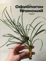 Офиопогон Японский (1 куст). Живые растения для аквариума