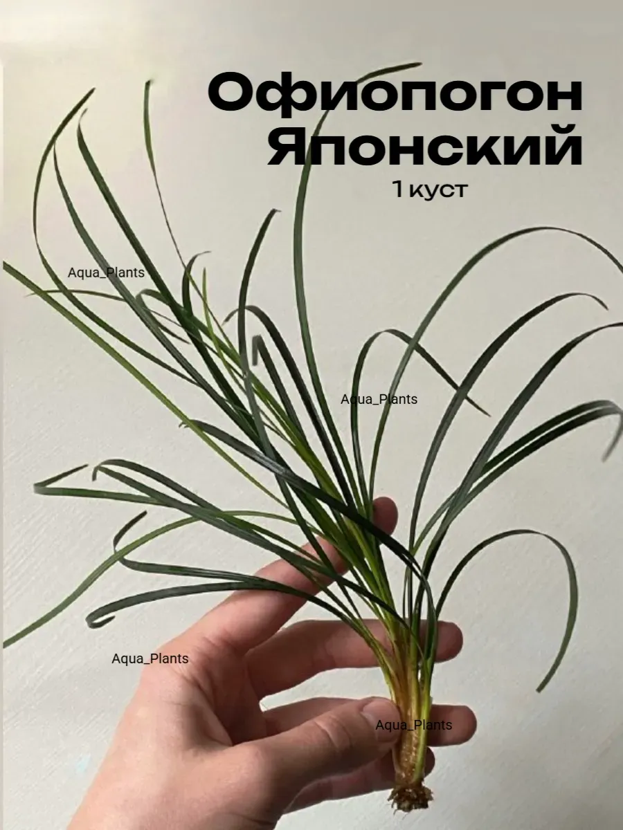 ofiopogon-yaponskiy-1-kust-zhivye-rasteniya-dlya-akvariuma-1 Офиопогон Японский (1 куст). Живые растения для аквариума — изображение 1