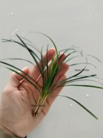 Офиопогон Японский (1 куст). Живые растения для аквариума — изображение 29