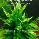 Папоротник Таиландский. Живое растение для аквариума