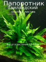 Папоротник Таиландский. Живое растение для аквариума
