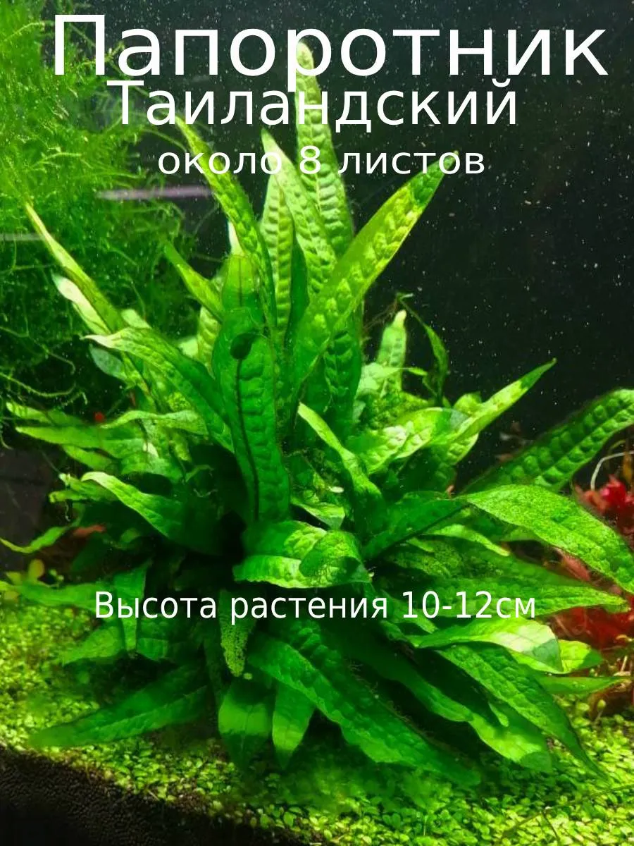 paporotnik-tailand-1 Папоротник Таиландский. Живое растение для аквариума — изображение 1