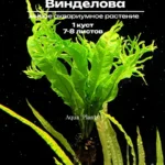 Папоротник Винделова (1 куст). Живые аквариумные растения