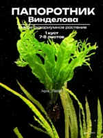 Папоротник Винделова (1 куст). Живые аквариумные растения