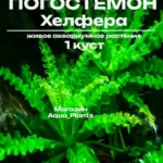 Погостемон Хелфера (1 куст). Живое аквариумное растение.
