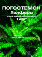 Погостемон Хелфера (1 куст). Живое аквариумное растение.