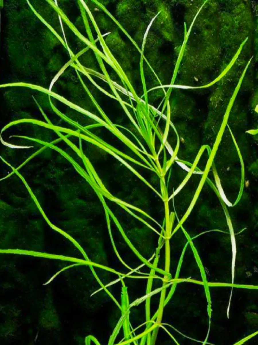 pogostemon-oktopus-3-vetki-zhivye-rasteniya-dlya-akvariuma-5 Погостемон октопус (3 ветки). Живые растения для аквариума — изображение 1