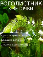 Роголистник для аквариума живой