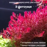 Ротала Эйч Ра (3 ветки). Живые растения для аквариума