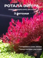 Ротала Эйч Ра (3 ветки). Живые растения для аквариума