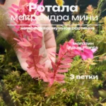 Ротала макрандра мини (3 ветки). Живое аквариумное растение