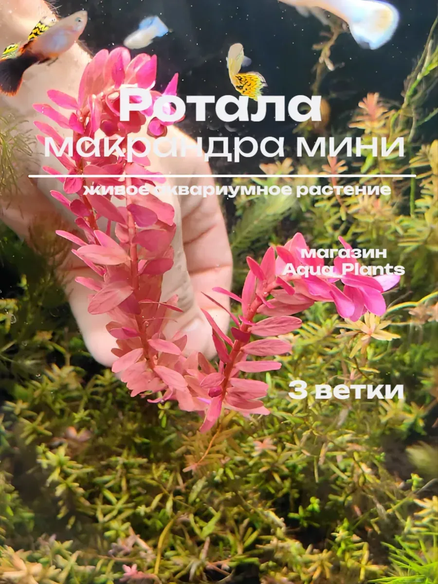 rotala-makranda-min-1 Ротала макрандра мини (3 ветки). Живое аквариумное растение — изображение 1