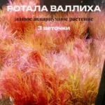 Ротала Валлиха (3 ветки).Живые растения для аквариума