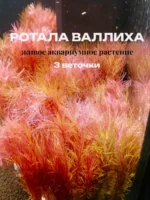 Ротала Валлиха (3 ветки).Живые растения для аквариума