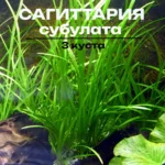 Сагиттария Субулата (3 куста). Живое аквариумное растение
