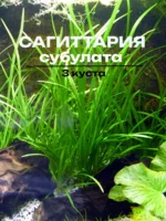 Сагиттария Субулата (3 куста). Живое аквариумное растение