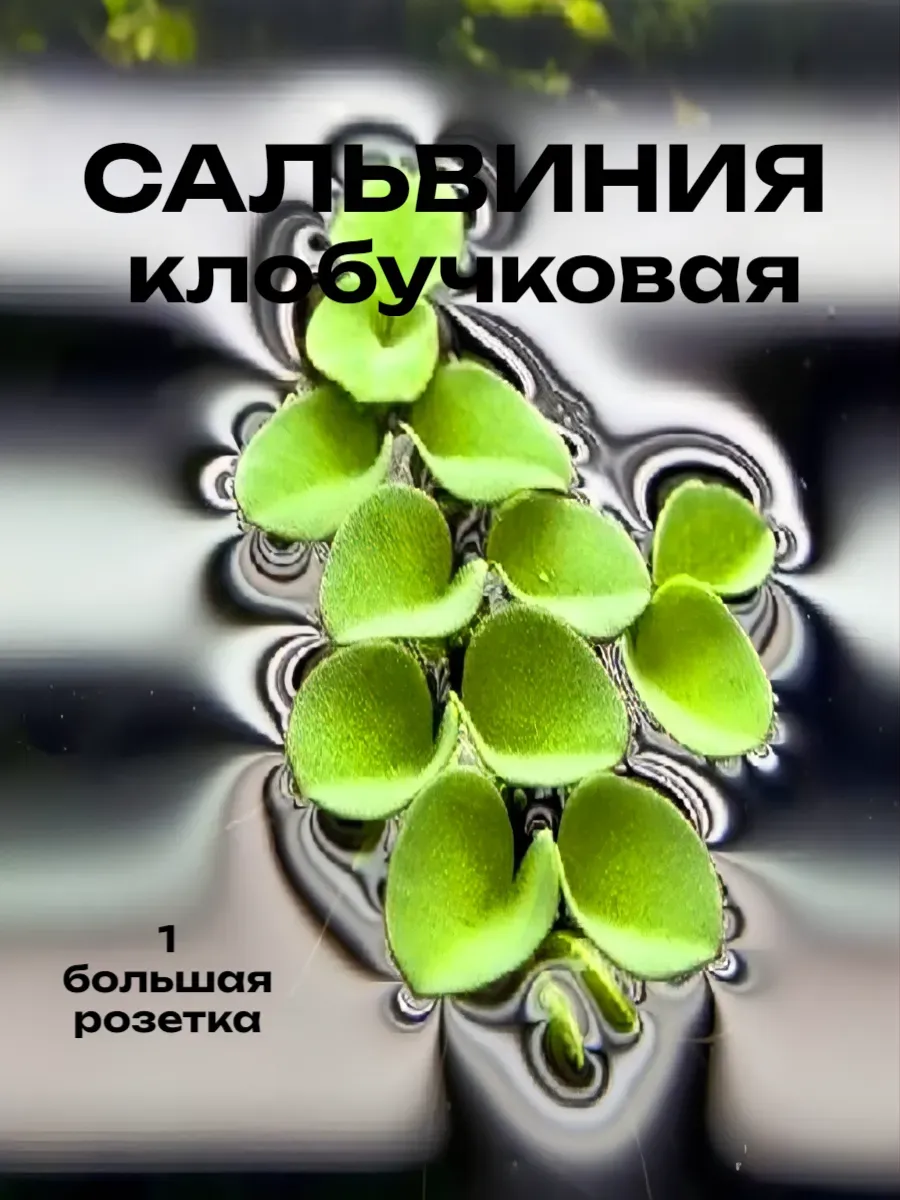 salviniya-klobuchkovaya-1-rozetka-5-7sm-zhivoe-rastenie-1 Сальвиния клобучковая (1 розетка 5-7см). Живое растение — изображение 1