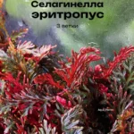Селагинелла эритропус 3 ветки. Растения для флорариума.