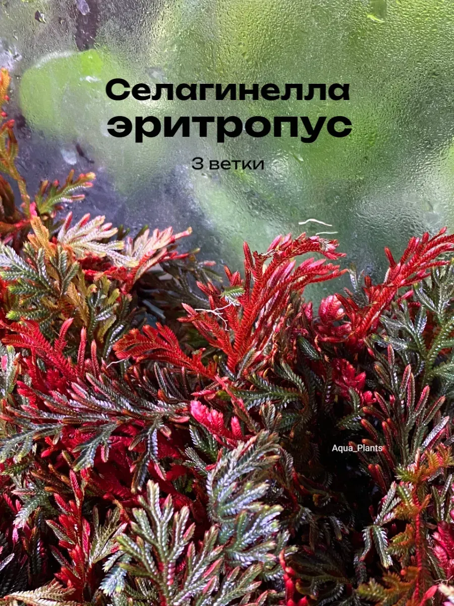 selaginella-eritropus-3-vetki-rasteniya-dlya-florariuma-1 Селагинелла эритропус 3 ветки. Растения для флорариума. — изображение 1