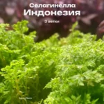 Селагинелла Индонезия живая для флорариума растение 3 ветки