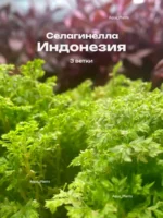 Селагинелла Индонезия живая для флорариума растение 3 ветки