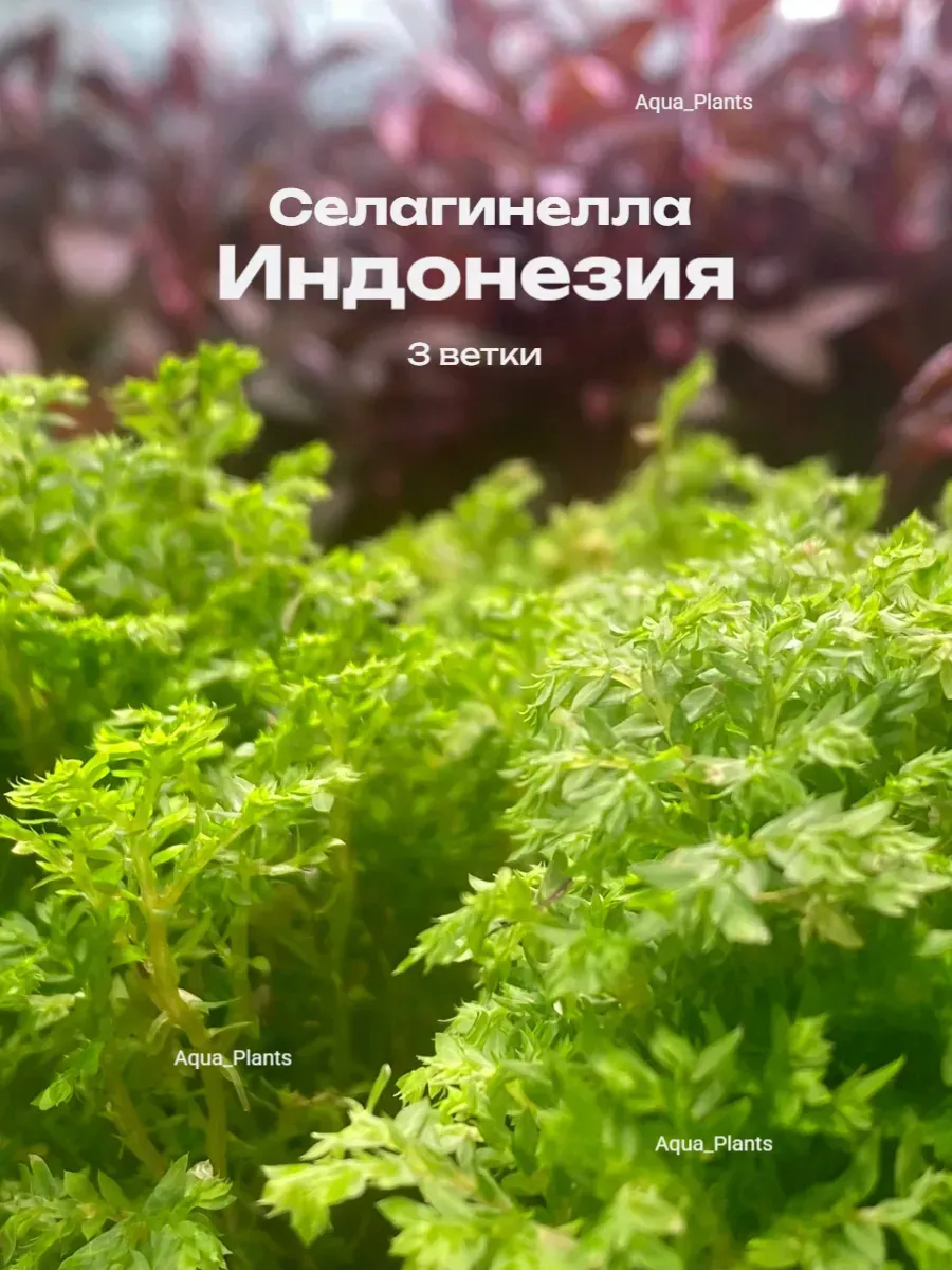 selaginella-indoneziya-zhivaya-dlya-florariuma-rastenie-3-vetki-1 Селагинелла Индонезия живая для флорариума растение 3 ветки — изображение 1