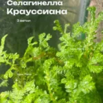 Селагинелла Крауссиана 3 ветки. Растения для флорариума