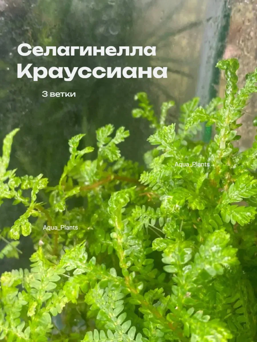 selaginella-kraussiana-3-vetki-rasteniya-dlya-florariuma-1 Селагинелла Крауссиана 3 ветки. Растения для флорариума — изображение 1