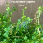 Селагинелла Сиамская Гиерон живая для флорариума 3 ветки