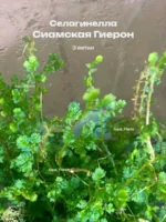 Селагинелла Сиамская Гиерон живая для флорариума 3 ветки