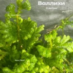 Селагинелла Валлихи живая для флорариума растение 3 ветки