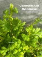 Селагинелла Валлихи живая для флорариума растение 3 ветки