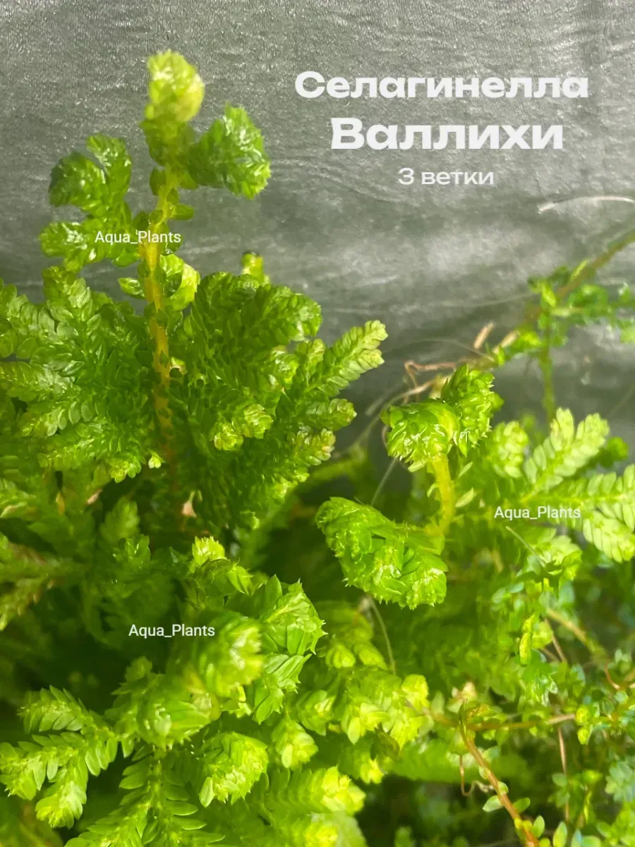 selaginella-vallihi-zhivaya-dlya-florariuma-rastenie-3-vetki-1 Селагинелла Валлихи живая для флорариума растение 3 ветки — изображение 1