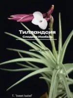 Тилландсия Сладкая Изабель (Tillandsia Sweet Isabel)