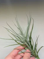 Тилландсия Сладкая Изабель (Tillandsia Sweet Isabel) — изображение 3