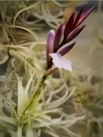 Тилландсия Сладкая Изабель (Tillandsia Sweet Isabel) — изображение 8