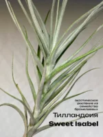 Тилландсия Сладкая Изабель (Tillandsia Sweet Isabel) — изображение 12