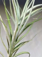 Тилландсия Сладкая Изабель (Tillandsia Sweet Isabel) — изображение 15