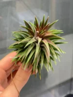 Тилландсия Huamelula (Tillandsia Huamelula) — изображение 10