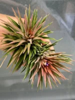 Тилландсия Huamelula (Tillandsia Huamelula) — изображение 11