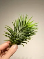 Тилландсия Huamelula (Tillandsia Huamelula) — изображение 12