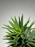 Тилландсия Huamelula (Tillandsia Huamelula) — изображение 14