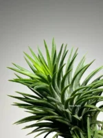 Тилландсия Huamelula (Tillandsia Huamelula) — изображение 16