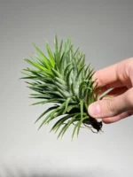 Тилландсия Huamelula (Tillandsia Huamelula) — изображение 17