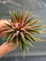 Тилландсия Huamelula (Tillandsia Huamelula) — изображение 2