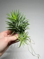 Тилландсия Huamelula (Tillandsia Huamelula) — изображение 5