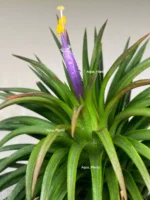 Тилландсия Huamelula. Tillandsia Huamelula — изображение 2