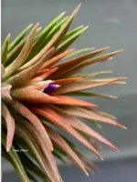 Тилландсия Huamelula. Tillandsia Huamelula — изображение 3