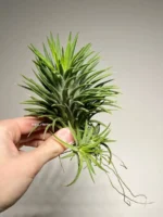 Тилландсия Huamelula. Tillandsia Huamelula — изображение 4
