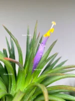 Тилландсия Huamelula. Tillandsia Huamelula — изображение 6